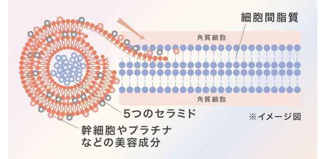 新品未開封　アクアゲル　プラチナムSCFセラム　30ml 2個 ラシンシア アクアゲル プラチナム SCFセラム 30ml｜からだは