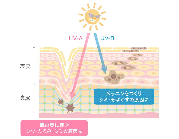 UV-Aは肌の奥に届き、シワ・たるみ・シミの原因に。UV-Bはメラニンをつくり、シミ・そばかすの原因になります。